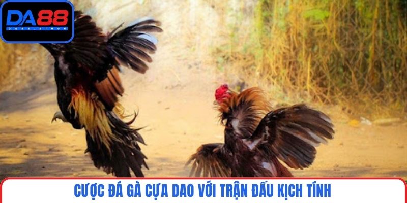 Cược đá gà cựa dao với trận đấu kịch tính