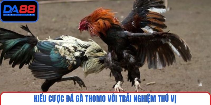 Kiểu cược đá gà Thomo với trải nghiệm thú vị